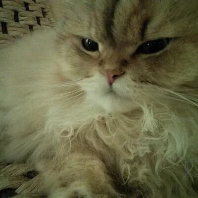 Flutter binary: Automated object pool extraction and address identification in Flutter binaries.